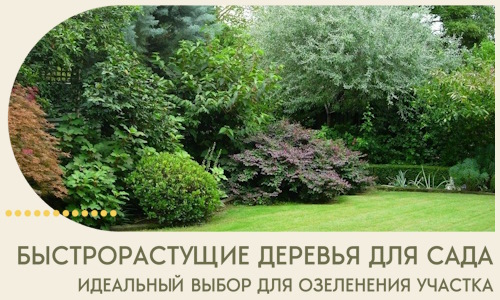 Быстрорастущие деревья для сада идеальный выбор в Чайковском