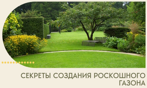 Секреты создания роскошного газона в Чайковском