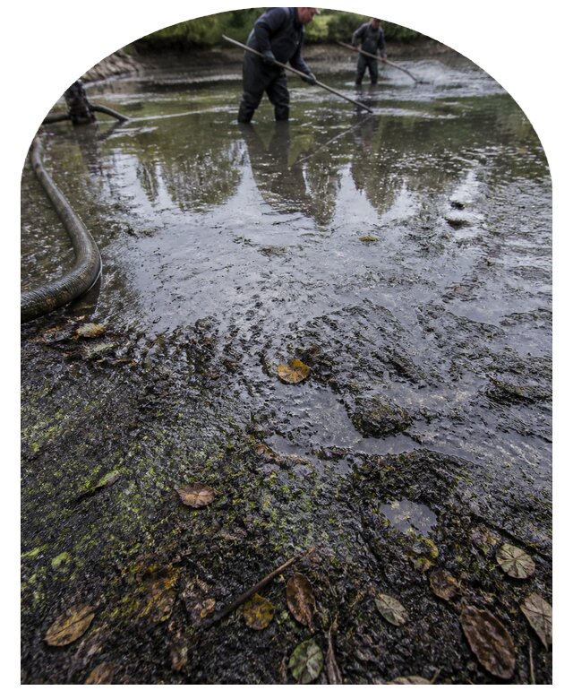 Очистка пруда в Чайковском от ила мусора и водорослей с вывозом